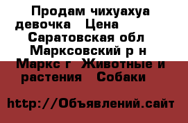 Продам чихуахуа девочка › Цена ­ 6 000 - Саратовская обл., Марксовский р-н, Маркс г. Животные и растения » Собаки   